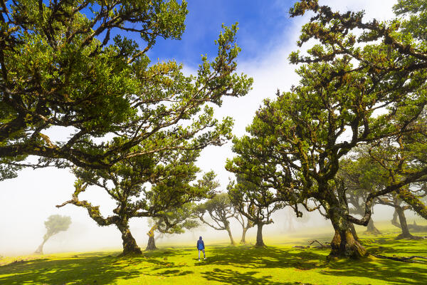 A guy enjoys the beautiful view at Fanal Forest during a foggy spring day, Porto Moniz, Madeira, Portugal, Europe