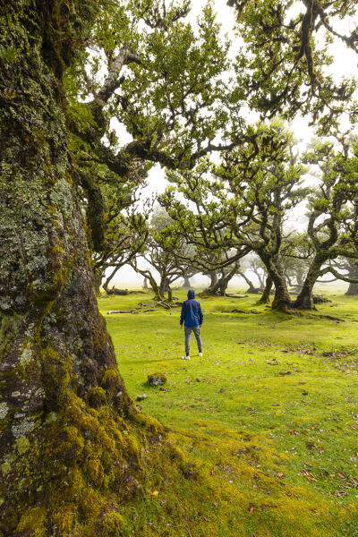 A guy enjoys the beautiful view at Fanal Forest during a foggy spring day, Porto Moniz, Madeira, Portugal, Europe