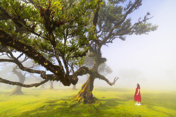 A girl enjoys the beautiful view at Fanal Forest during a foggy spring day, Porto Moniz, Madeira, Portugal, Europe