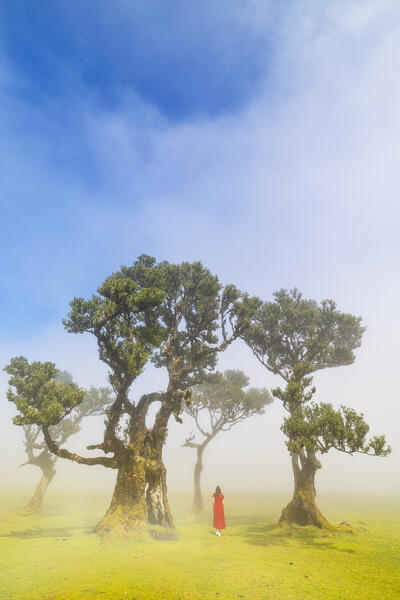A girl enjoys the beautiful view at Fanal Forest during a foggy spring day, Porto Moniz, Madeira, Portugal, Europe