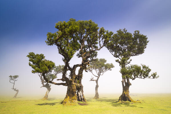 the majestic Fanal Forest during a foggy spring day with a laurisilva trees, Porto Moniz, Madeira, Portugal, Europe