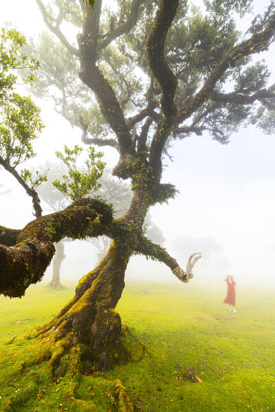 A girl enjoys the beautiful view at Fanal Forest during a foggy spring day, Porto Moniz, Madeira, Portugal, Europe