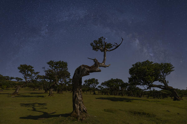 a man admires the Fanal Forest under the arc of the milky way during a spring night, Porto Moniz, Madeira, Portugal, Europe