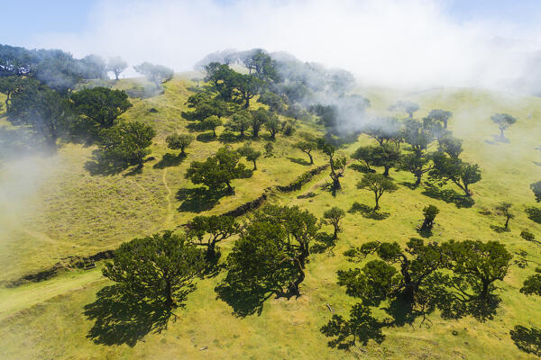 Aerial view taken by drone of the beautiful Fanal Forest during a foggy spring day, Porto Moniz, Madeira, Portugal, Europe