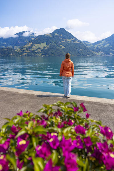 a tourist admires the beautiful lake of the four cantons during a sunny sunny day, Beckenried, Canton of Nidvaldo, Switzerland, Europe