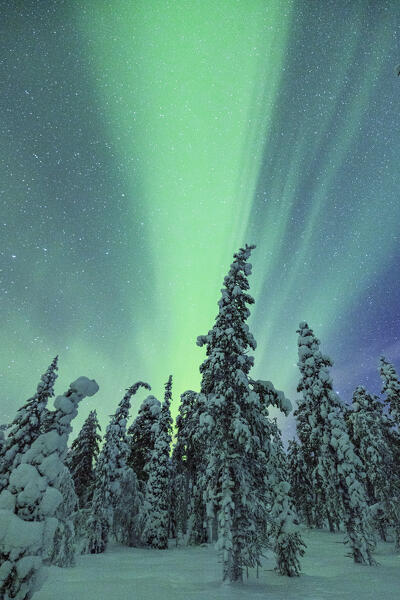 The Northern Lights illuminate the sky near Luosto during a cold winter night, Luosto, Finland, Europe