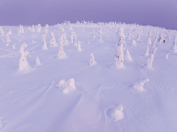 magical arctic light envelops the beautiful snow-covered trees in Riisitunturi national park during a cold winter day, Riisitunturi, Posio, Finland, Europe