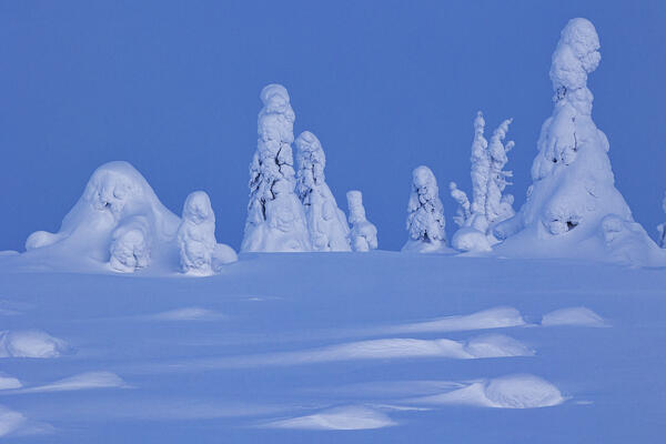 magical arctic light envelops the beautiful snow-covered trees in Riisitunturi national park during a cold winter day, Riisitunturi, Posio, Finland, Europe