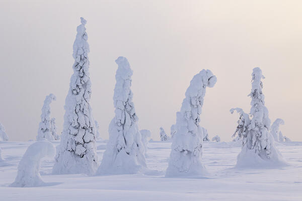 magical arctic light envelops the beautiful snow-covered trees in Riisitunturi national park during a cold winter day, Riisitunturi, Posio, Finland, Europe