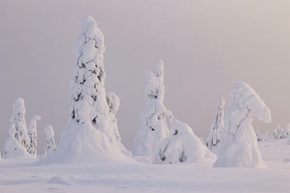 magical arctic light envelops the beautiful snow-covered trees in Riisitunturi national park during a cold winter day, Riisitunturi, Posio, Finland, Europe