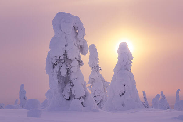 magical arctic light envelops the beautiful snow-covered trees in Riisitunturi national park during a cold winter day, Riisitunturi, Posio, Finland, Europe