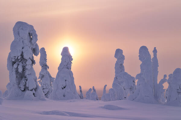 magical arctic light envelops the beautiful snow-covered trees in Riisitunturi national park during a cold winter day, Riisitunturi, Posio, Finland, Europe