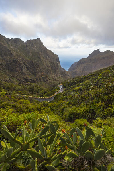 A car drives along the iconic road to the village of Masca during a sunny spring morning, Tenerife, Canary Islands, Spain, Europe
