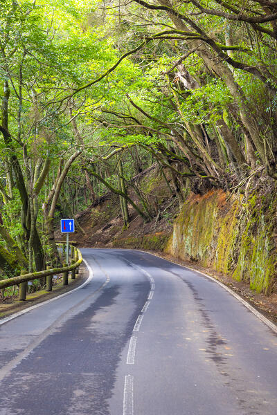 the beautiful forested mountain road during a sunny spring day, Tenerife, Canary Island, Spain, Europe