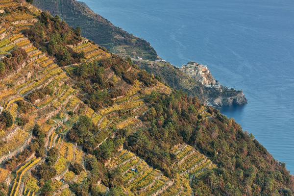 Autumn in the vineyard, Manarola, Cinque Terre, municipality of Riomaggiore, La Spezia provence, Liguria, Italy, Europe