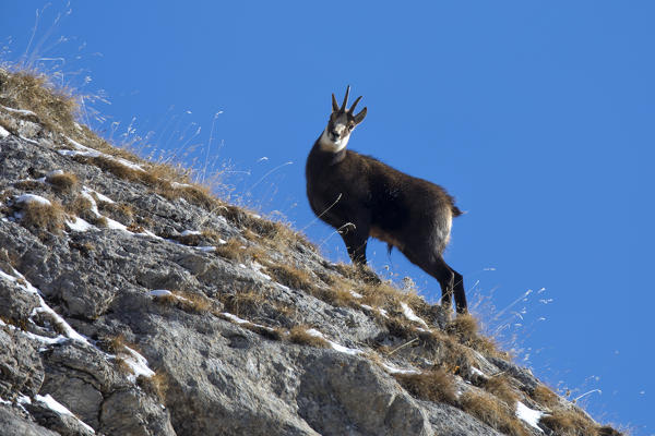 Chamois along the slope, italian alps, Piedmont, Italy, Europe