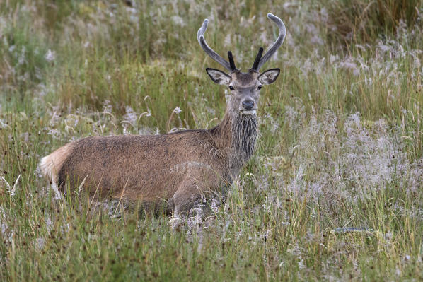 Deer in the green Scottish meadow, Isle of Skye, Scotland, Europe