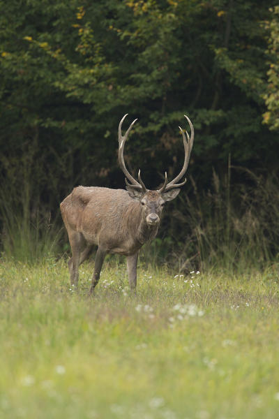 Deer grazing on a autumn evening, italian alps, Piedmont, Italy, Europe