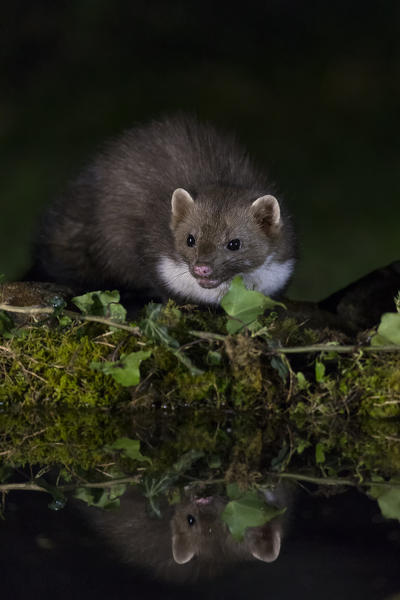 Beech marten drinking at the pool, italian alps, Piedmont, Italy, Europe