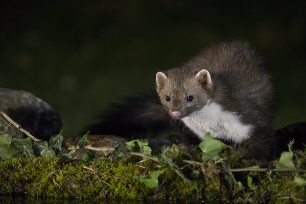 Beech marten drinking at the pool, italian alps, Piedmont, Italy, Europe