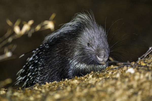Porcupine in the woods at night, italian apennine, Emilia Romagna, Italy, Europe