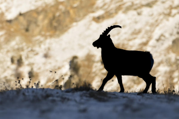 Ibex silhouette, italian alps, Piedmont, Italy, Europe