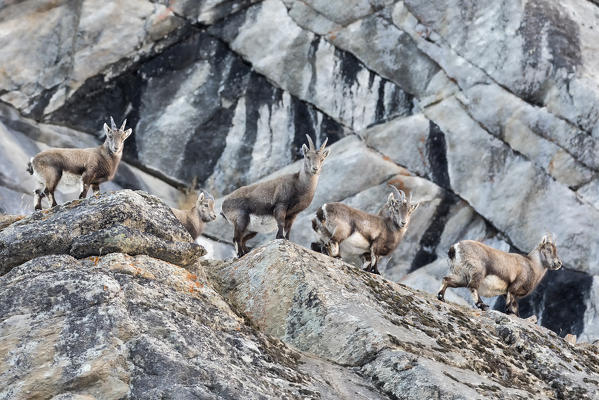 Young Ibex along the slope, italian alps, Piedmont, Italy, Europe