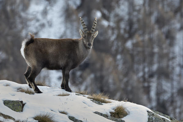 Young Ibex on the snow, italian alps, Piedmont, Italy, Europe