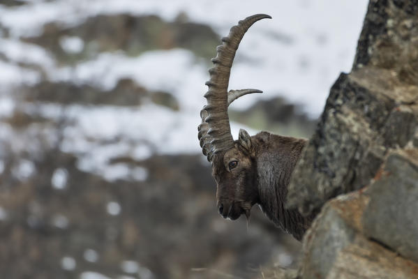 Adult Ibex in its environment, italian alps, Piedmont, Italy, Europe