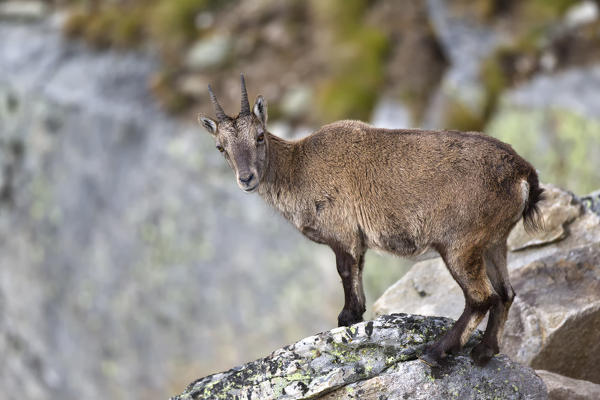 Young Ibex on the rocks, italian alps, Piedmont, Italy, Europe