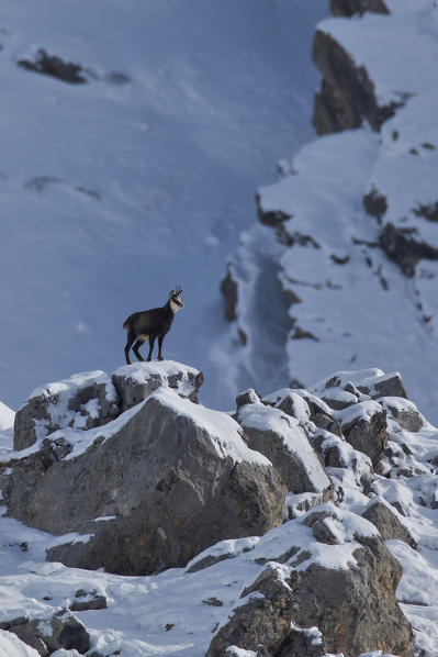 Chamois on the rocks, italian alps, Piedmont, Italy, Europe