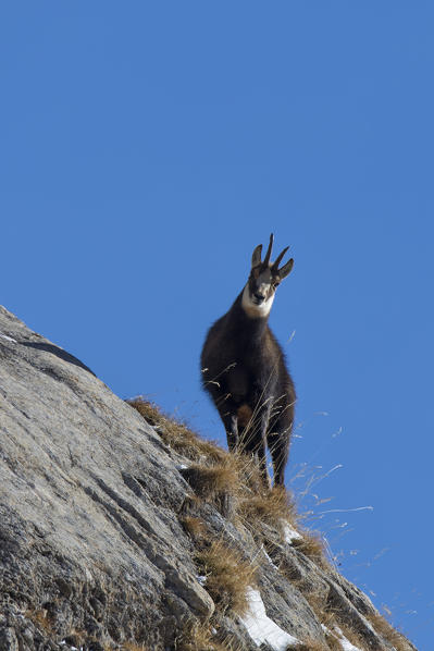 Chamois along the slope, italian alps, Piedmont, Italy, Europe