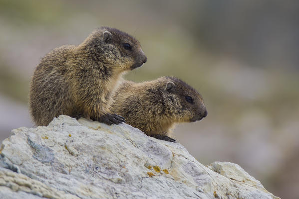 Young marmots on the rock, italian alps, Piedmont, Italy, Europe