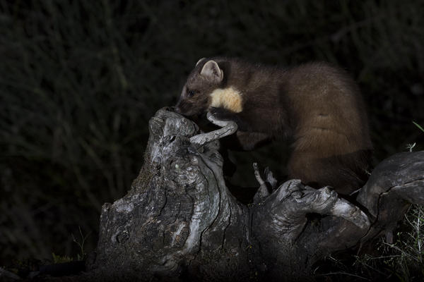 European pine marten in the night, Tuscany, Italy, Europe