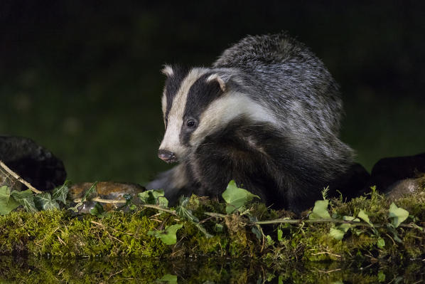 Badger drinking at the pool, italian alps, Piedmont, Italy, Europe