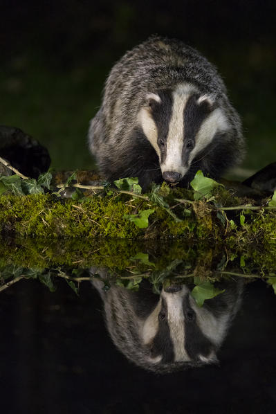 Badger drinking at the pool, italian alps, Piedmont, Italy, Europe