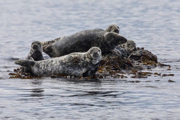 Grey seal, Isle of Skye, Scotland, Europe