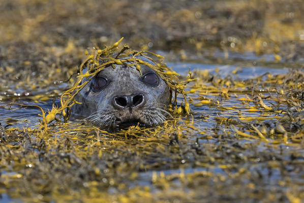 Harbour seal, Isle of Skye, Scotland, Europe