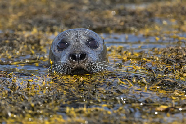 Harbour seal, Isle of Skye, Scotland, Europe