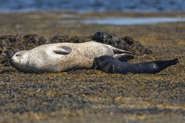 Harbour seal, Isle of Skye, Scotland, Europe