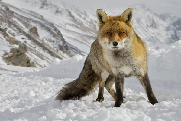 Red fox on the snow, italian alps, Piedmont, Italy, Europe