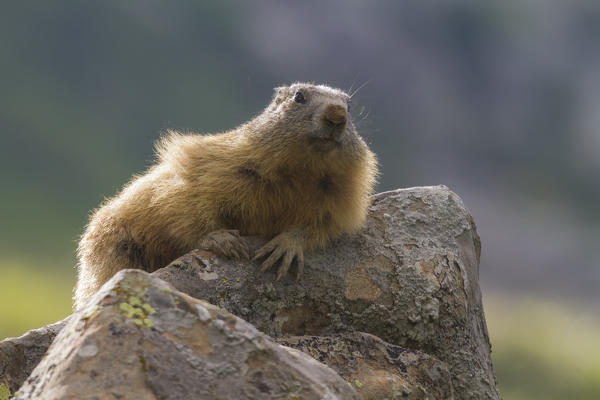 Marmot on the rock, italian alps, Piedmont, Italy, Europe