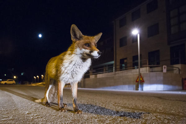 Urban Fox, italian apennine, Emilia Romagna, Italy, Europe