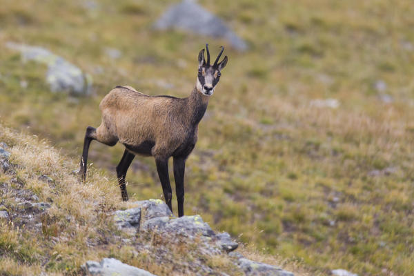 Female Chamois, italian alps, Piedmont, Italy, Europe