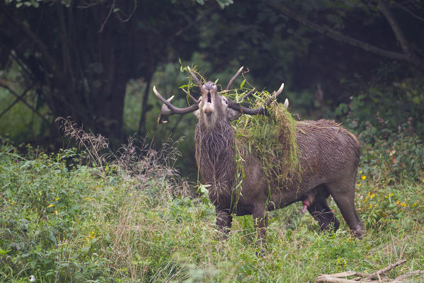 Deer in love, italian alps, Piedmont, Italy, Europe