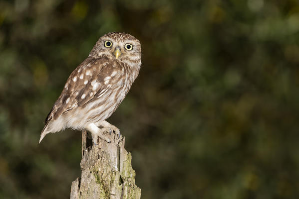 an owl resting on a warm summer evening, La Spezia province, Ligurian district, Northern Italy, Europe