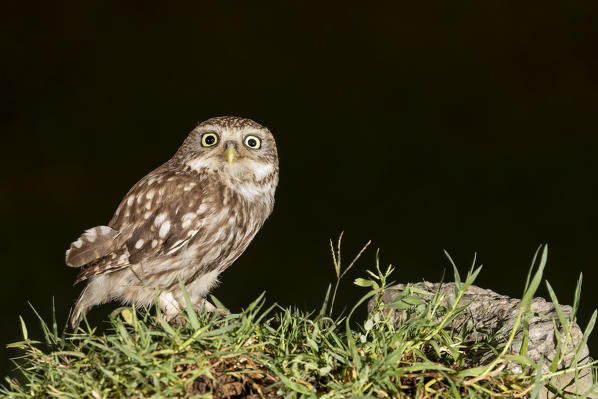 an owl resting on a warm summer evening, La Spezia province, Ligurian district, Northern Italy, Europe