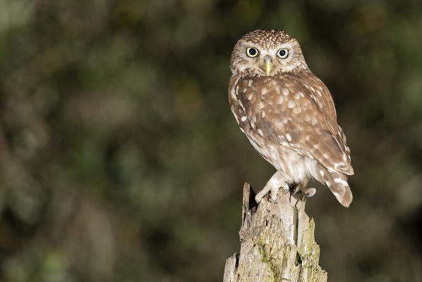 an owl resting on a warm summer evening, La Spezia province, Ligurian district, Northern Italy, Europe