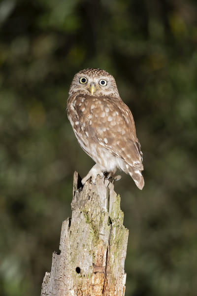 an owl resting on a warm summer evening, La Spezia province, Ligurian district, Northern Italy, Europe