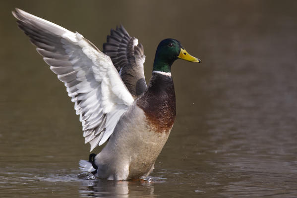 Mallard on the river, Genova province, Liguria district, Italy, Europe